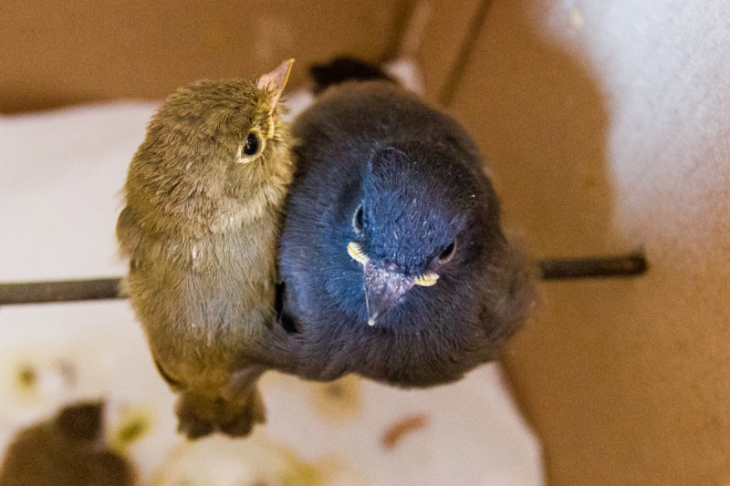 Pacific-slope Flycatcher (L), Black Phoebe (R)