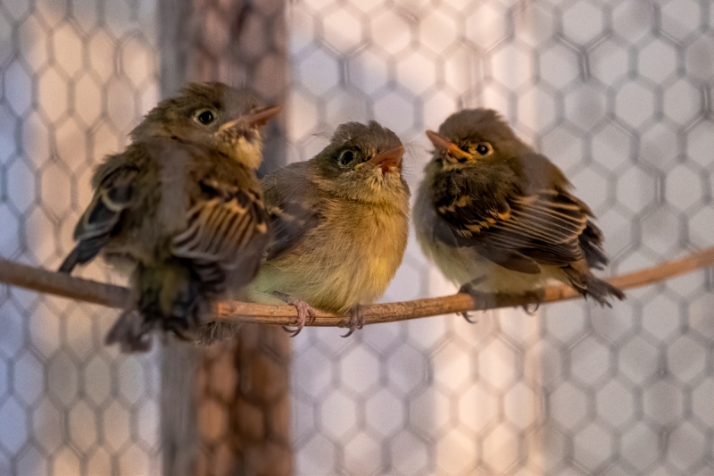 Pacific-slope Flycatchers