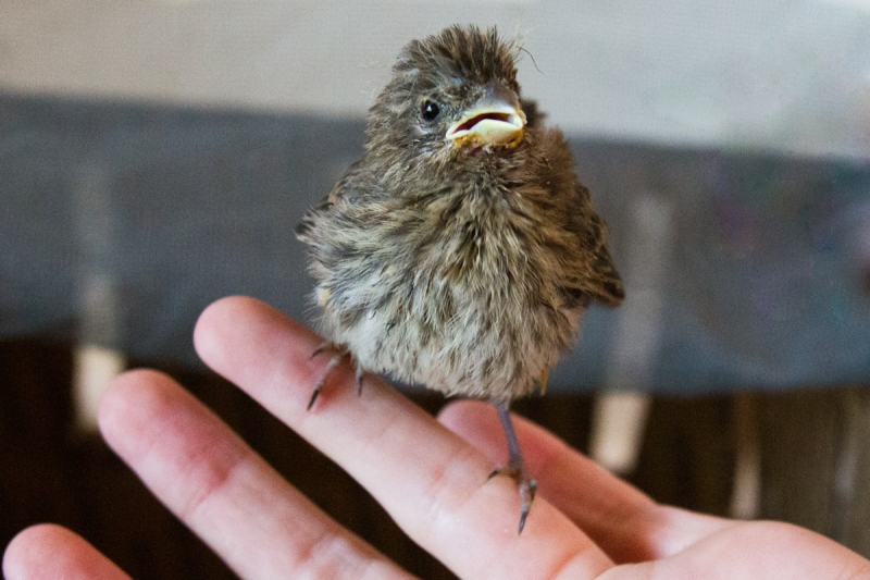 Purple Finch