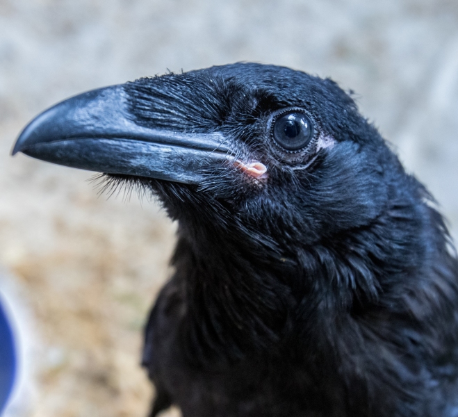 Raven
