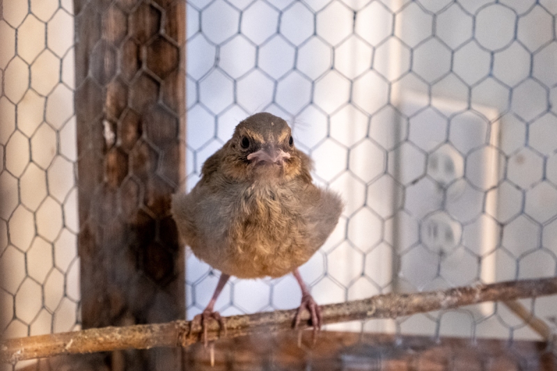 California Towhee