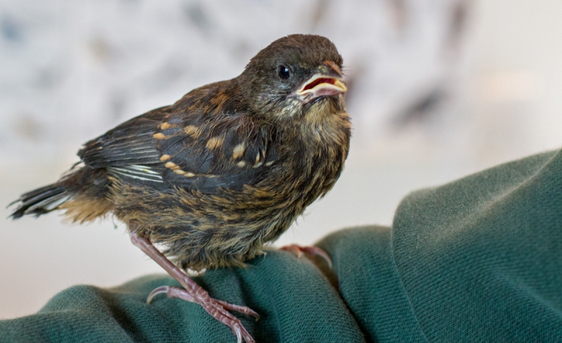 Spotted Towhee