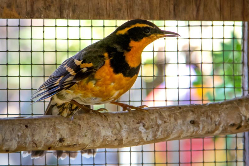 Varied Thrush