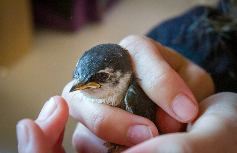 Violet-green Swallow