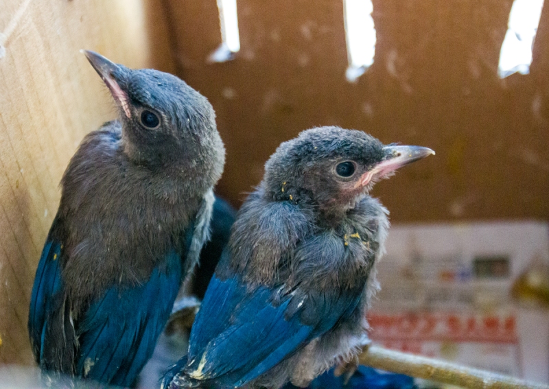 Western Scrub Jays