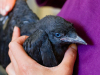 American Crow