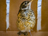 American Robin (juvenile)