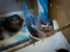 Cliff Swallow
