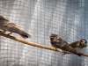 Cliff Swallows