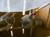 Mockingbird (L), Western Scrub Jay (R)