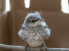 Mockingbird (juvenile)