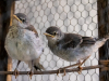 Mockingbirds