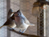 Oak Titmouse
