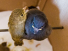 Pacific-slope Flycatcher (L), Black Phoebe (R)