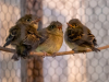 Pacific-slope Flycatchers