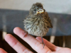 Purple Finch