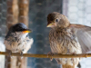 Pygmy Nuthatch (L), House Finch (R)