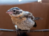Black-headed Grosbeak