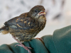 Spotted Towhee