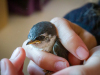 Violet-green Swallow