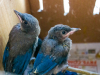 Western Scrub Jays