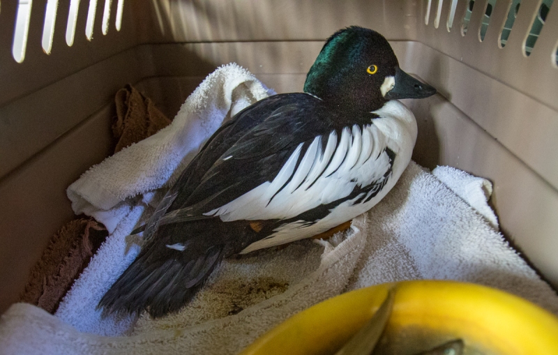 Common Goldeneye