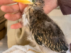Green Heron (juvenile)
