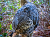 Wild Turkey