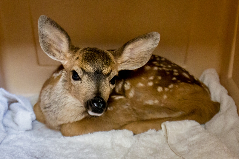 Black-tailed Deer