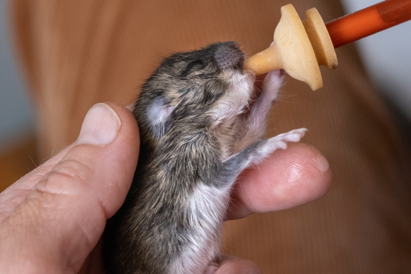 Field Mouse