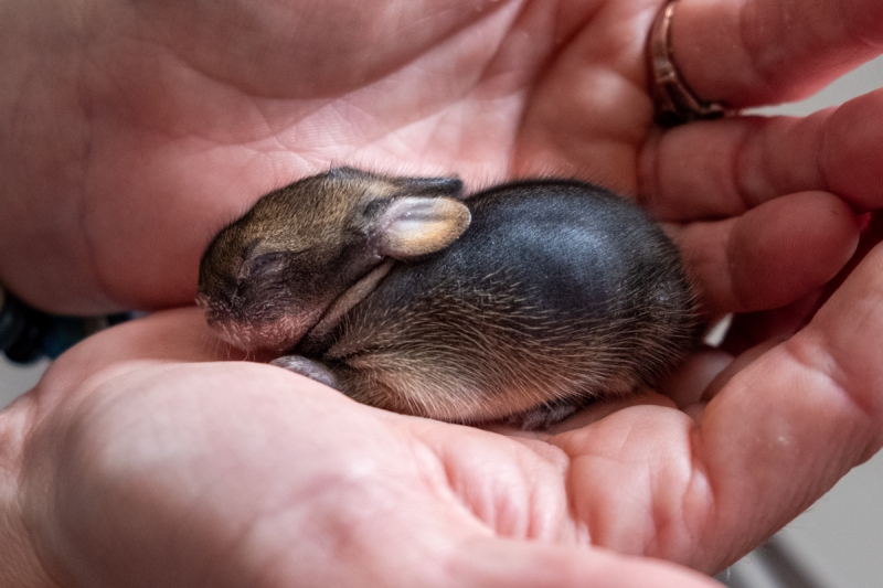 Brush Rabbit