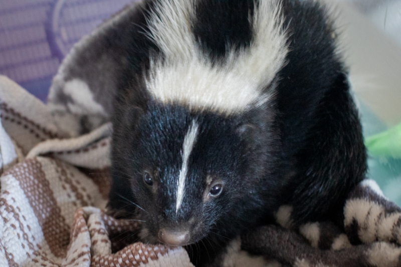 Skunk