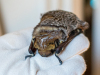Hoary Bat