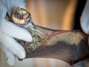 Hoary Bat