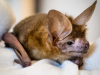 Pallid Bat