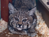 Bobcat