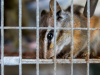 Chipmunk