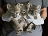 Gray Foxes