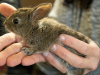 Cottontail Rabbit