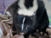 Skunk