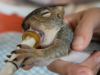 Eastern Gray Squirrel