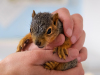 Fox Squirrel