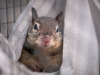 Ground Squirrel