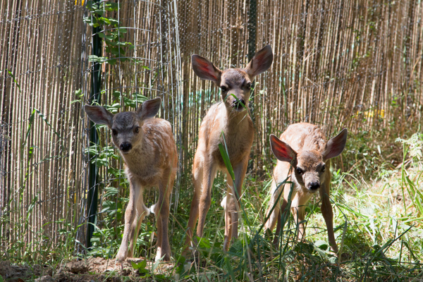 newborn deer walking