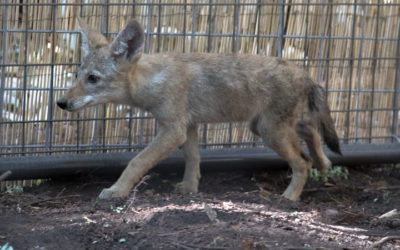 Living with California Coyotes