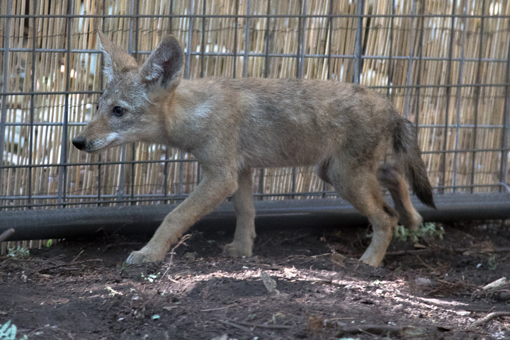 Living with California Coyotes - Native Animal Rescue