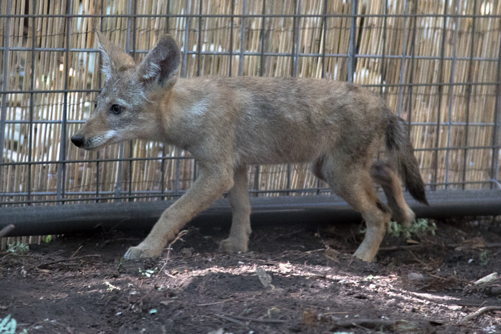 do coyotes eat dogs