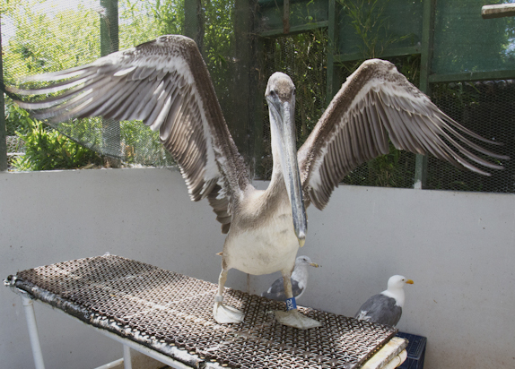 Pelicans Make a Comeback