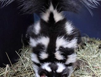 I’d Walk 10 Miles for a Skunk