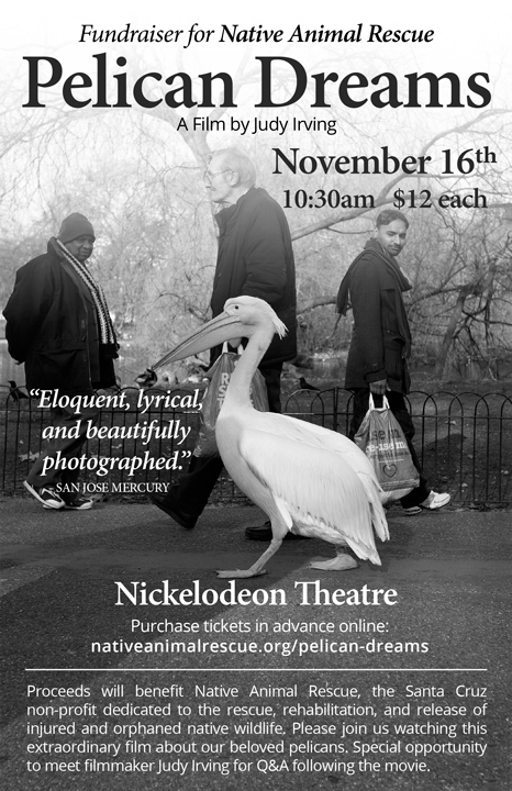Santa Cruz nonprofit hosts pelican documentary screening